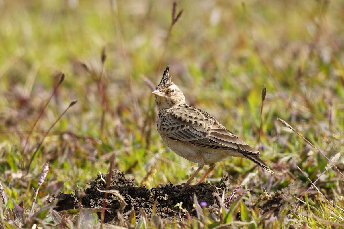 Malabar Lark - ML646627412