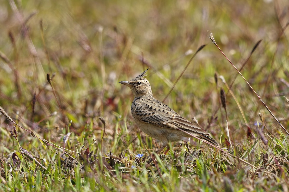 Malabar Lark - ML646627414