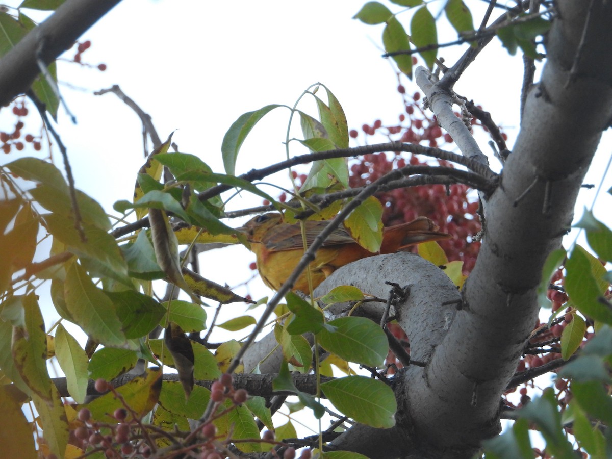 Summer Tanager - ML646627415