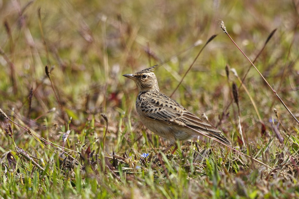 Malabar Lark - ML646627416