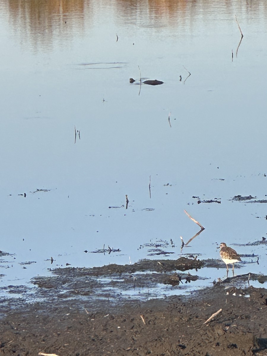 Wood Sandpiper - ML646627417