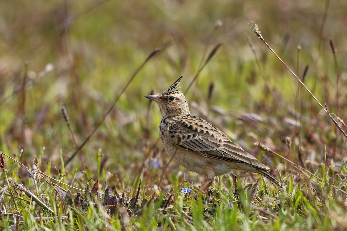Malabar Lark - ML646627418