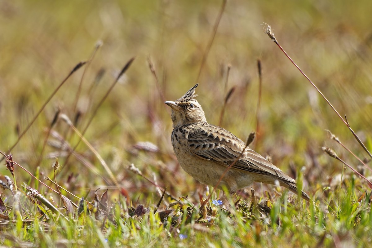 Malabar Lark - ML646627422