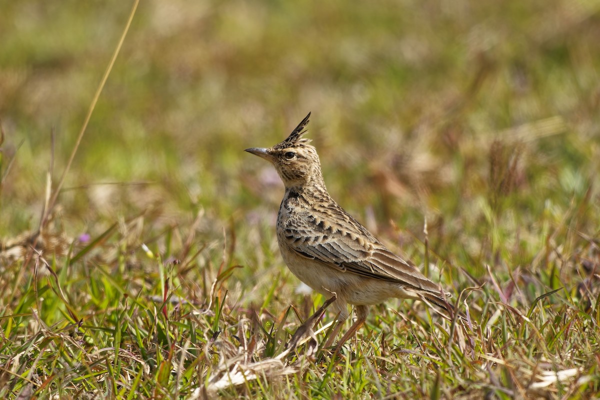 Malabar Lark - ML646627423