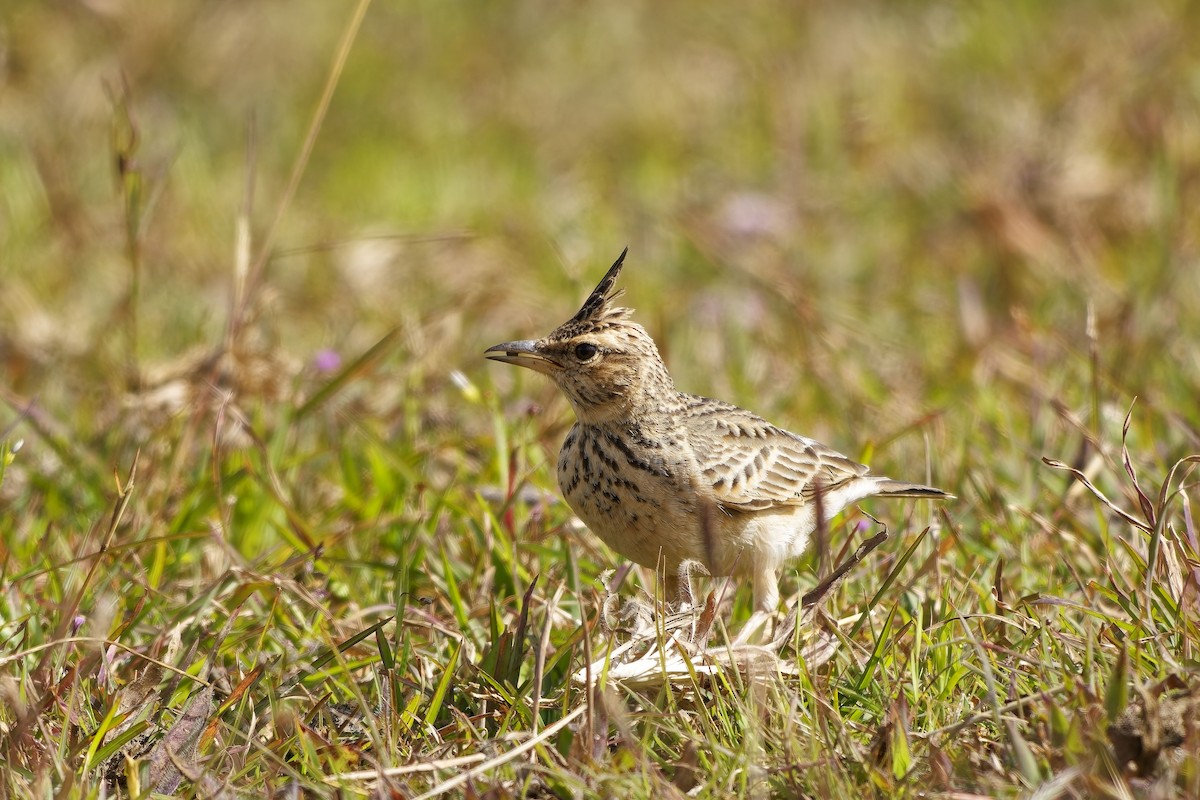 Malabar Lark - ML646627424