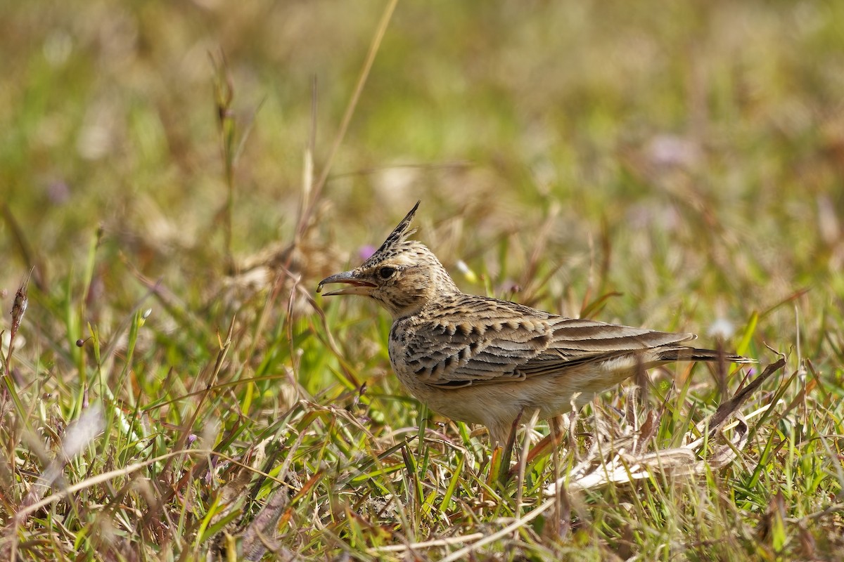 Malabar Lark - ML646627425