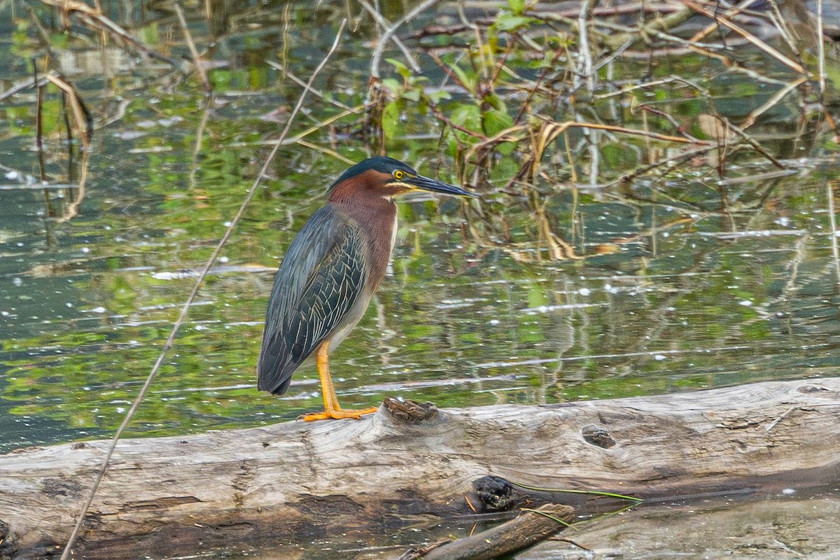 Garcilla Verde - ML646627426