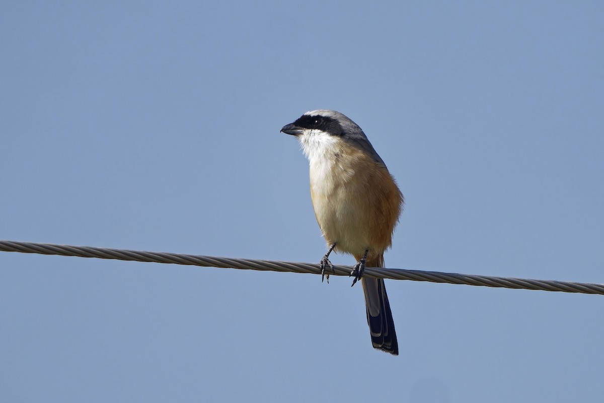 Long-tailed Shrike - ML646627427