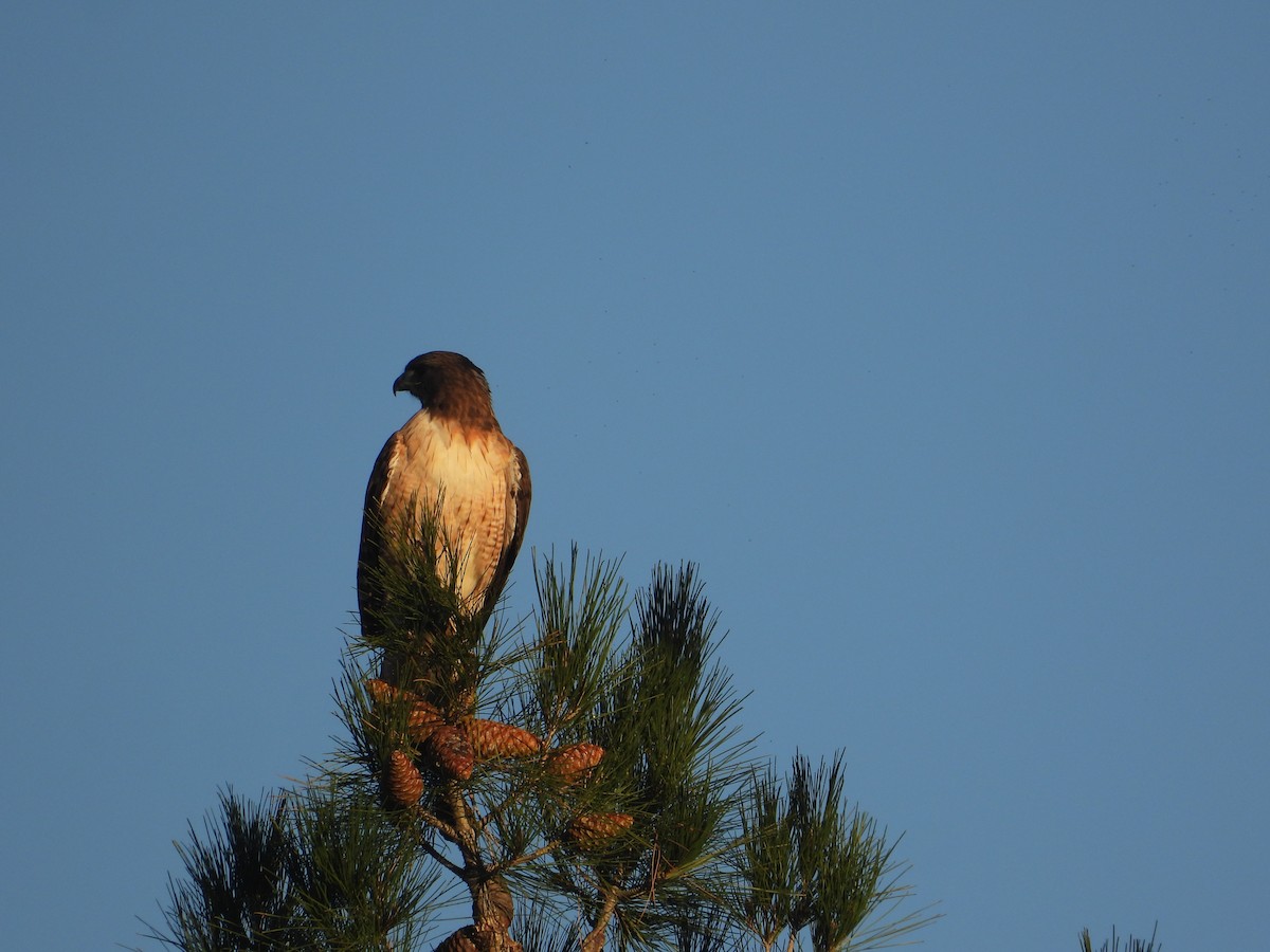 káně rudochvostá - ML646627428