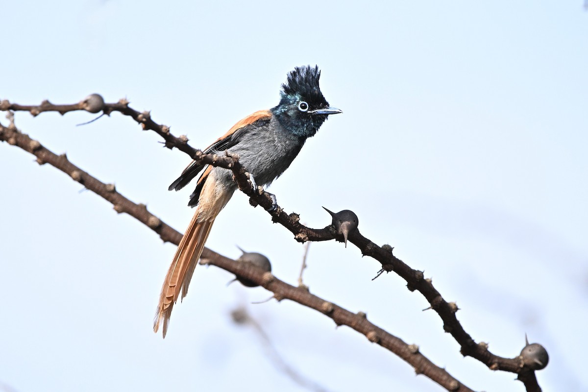 African Paradise-Flycatcher - ML646627429