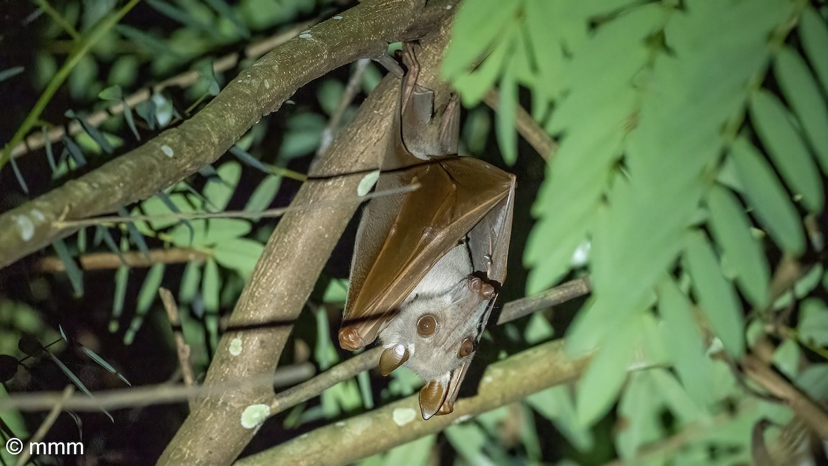 בעלי חיים - ML646627430
