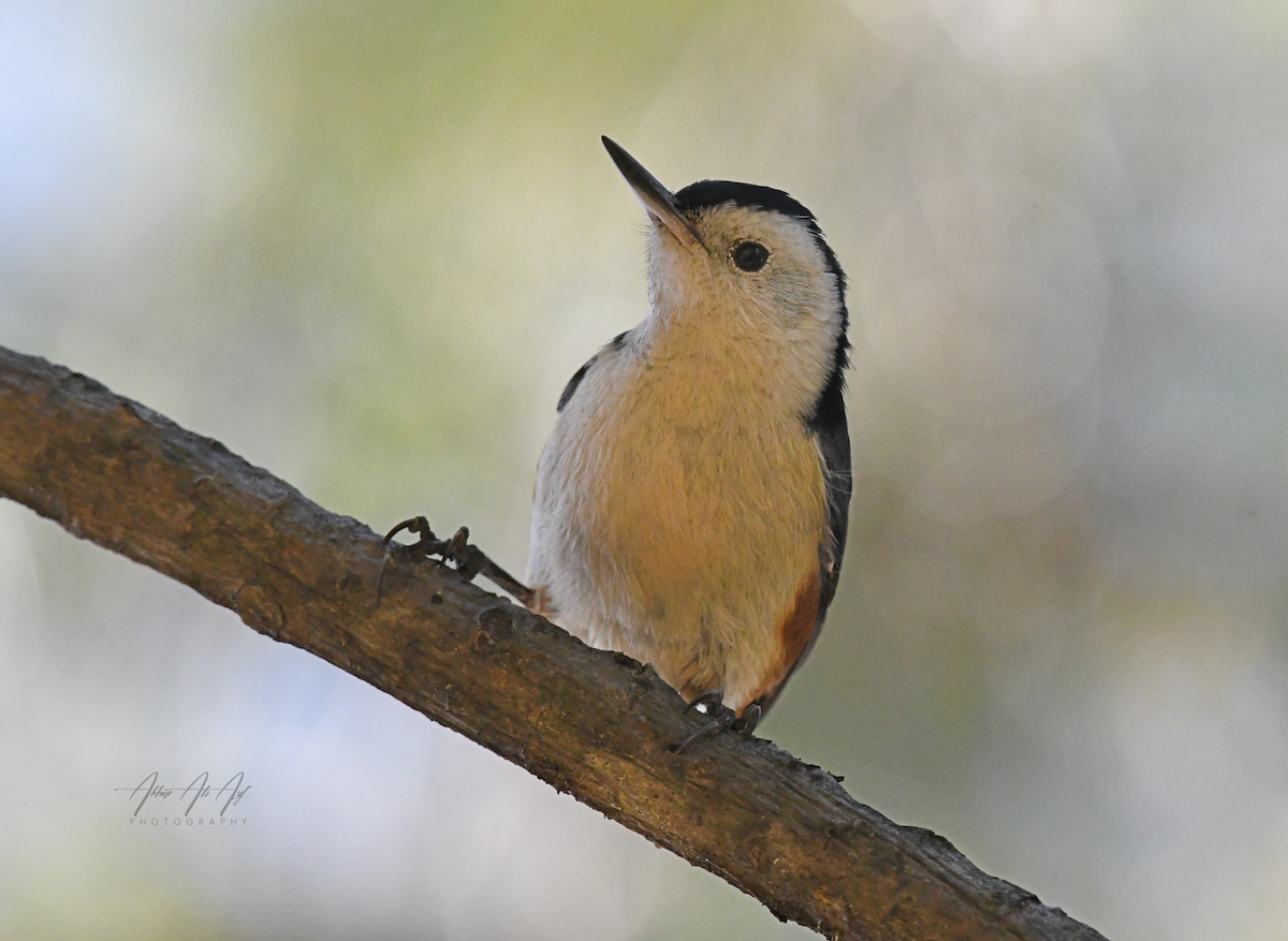 White-cheeked Nuthatch - ML646627431