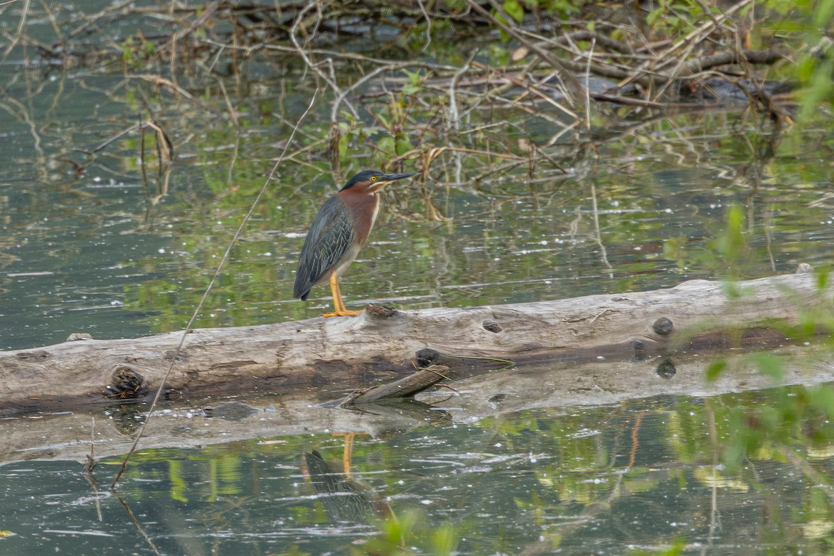 Garcilla Verde - ML646627433