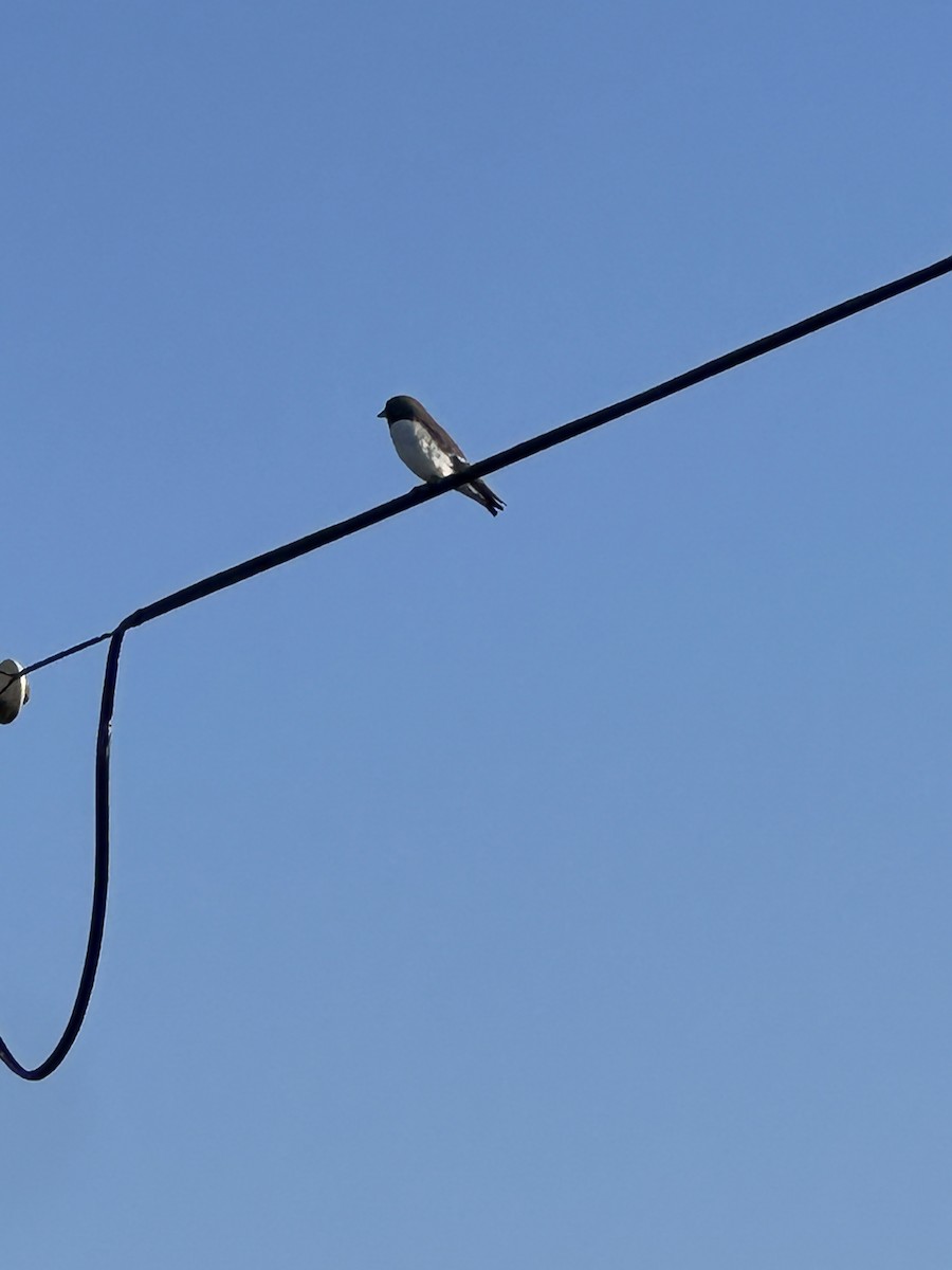 White-breasted Woodswallow - ML646627434