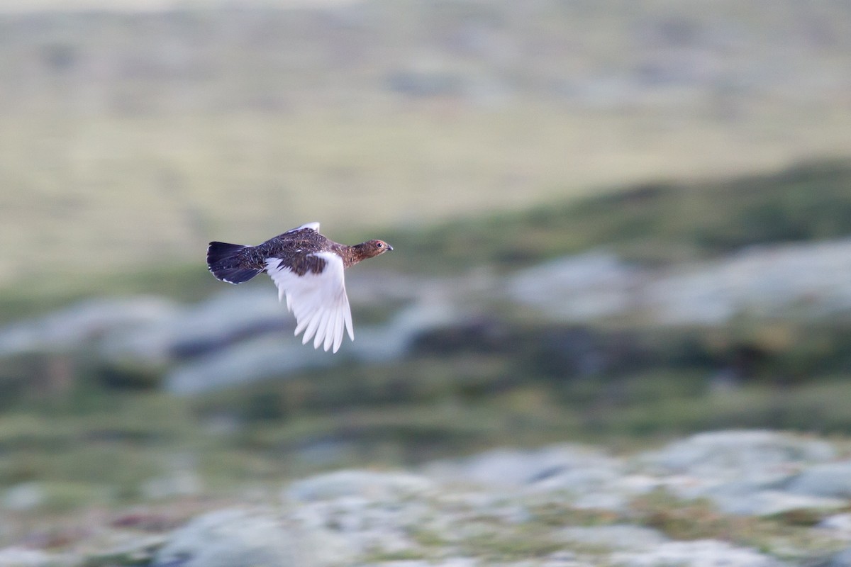 Willow Ptarmigan - ML646627435