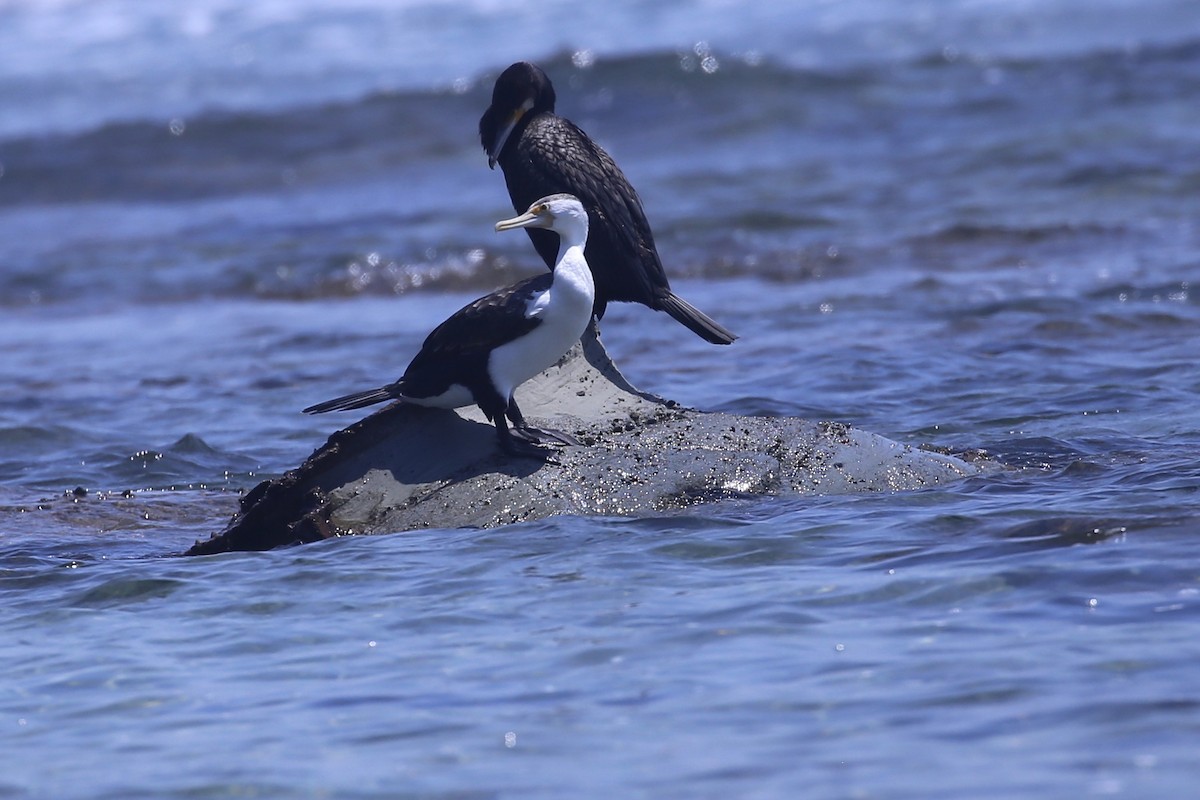 Pied Cormorant - ML646627436