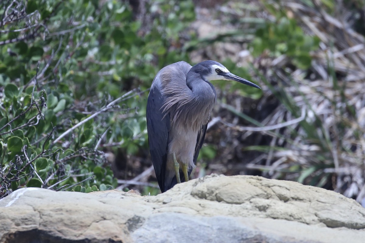 White-faced Heron - ML646627438