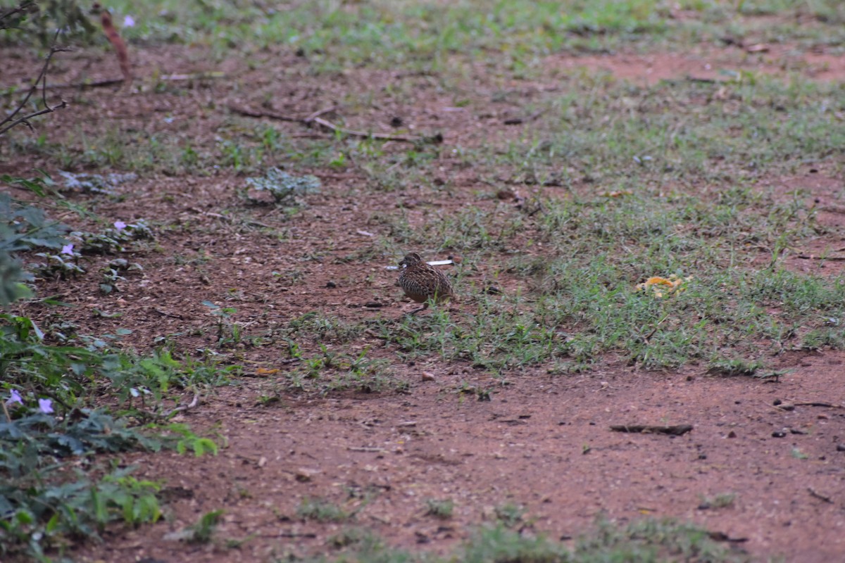 Barred Buttonquail - ML646627439