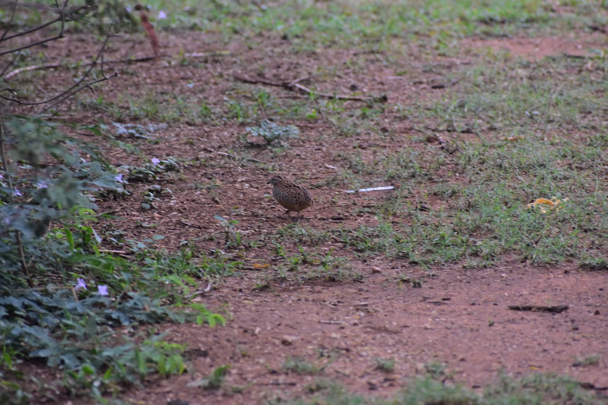 Barred Buttonquail - ML646627440