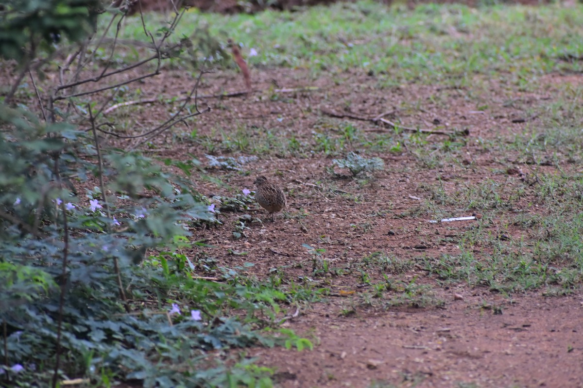 Barred Buttonquail - ML646627441
