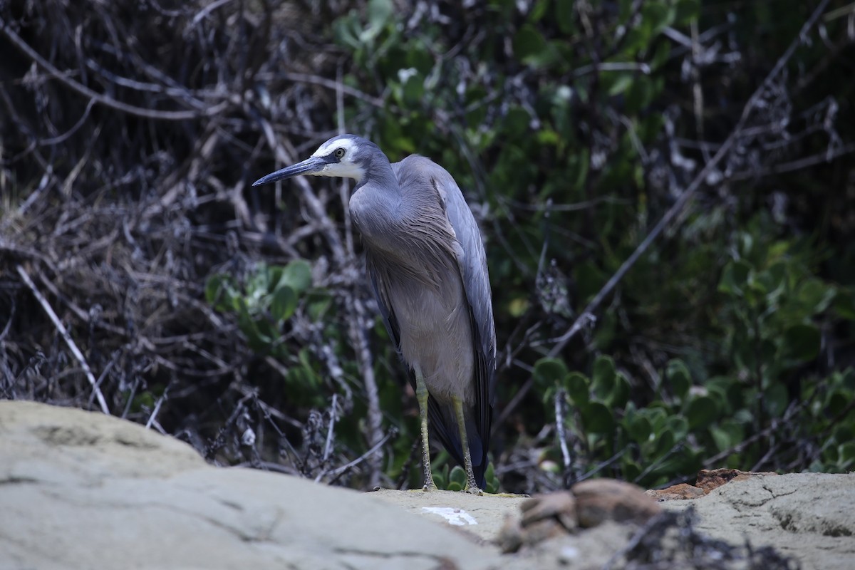 White-faced Heron - ML646627442