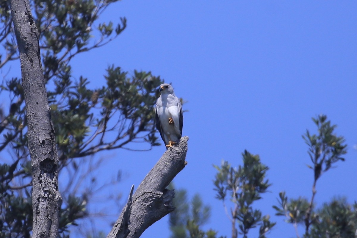 Gray Goshawk - ML646627444