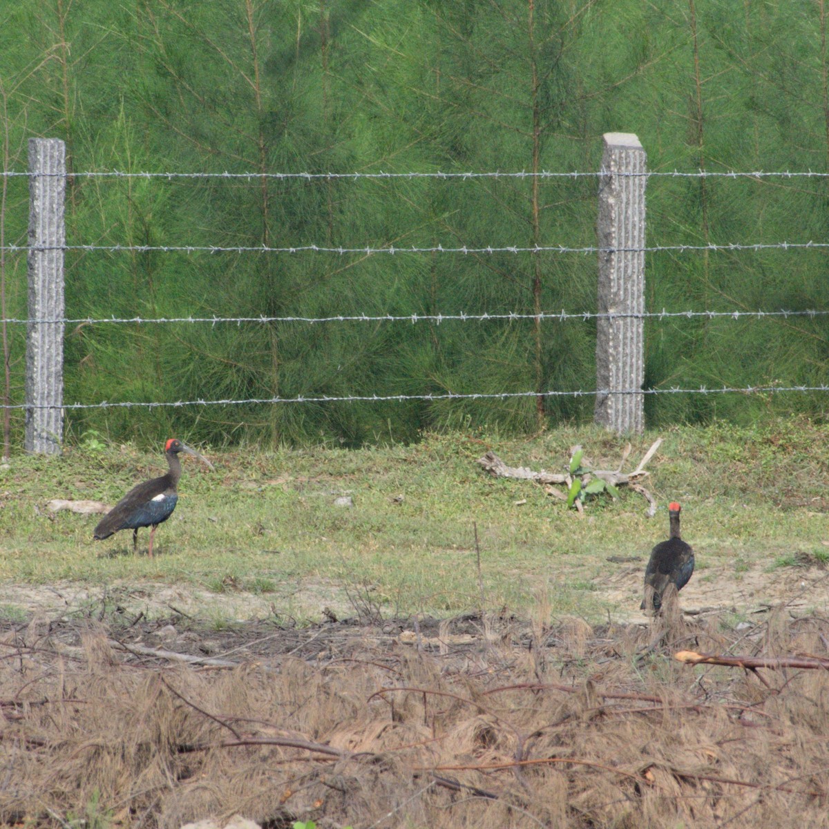 Red-naped Ibis - ML646627445