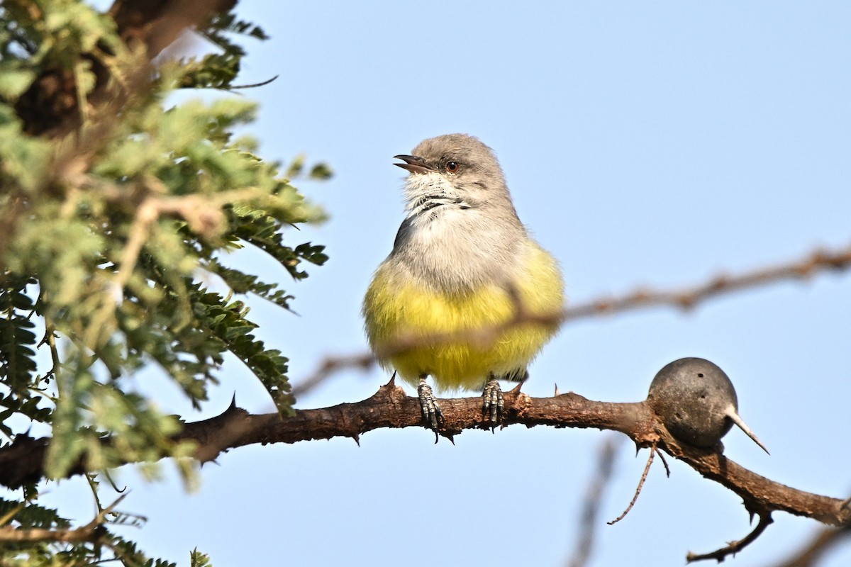 Yellow-bellied Eremomela - ML646627451