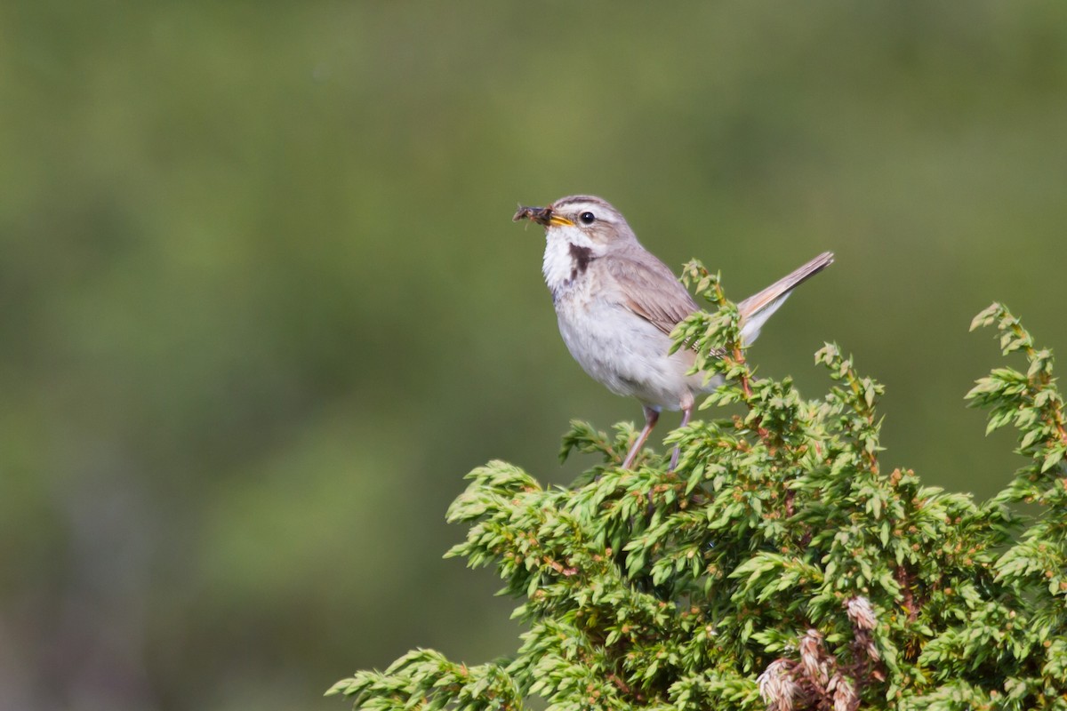 Bluethroat - ML646627452