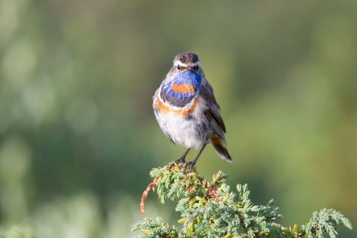 Bluethroat - ML646627453