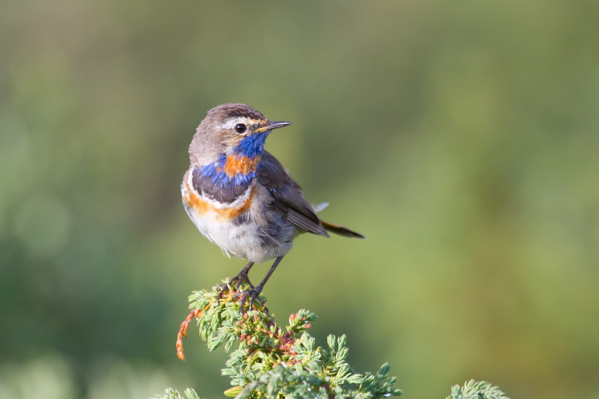 Bluethroat - ML646627454
