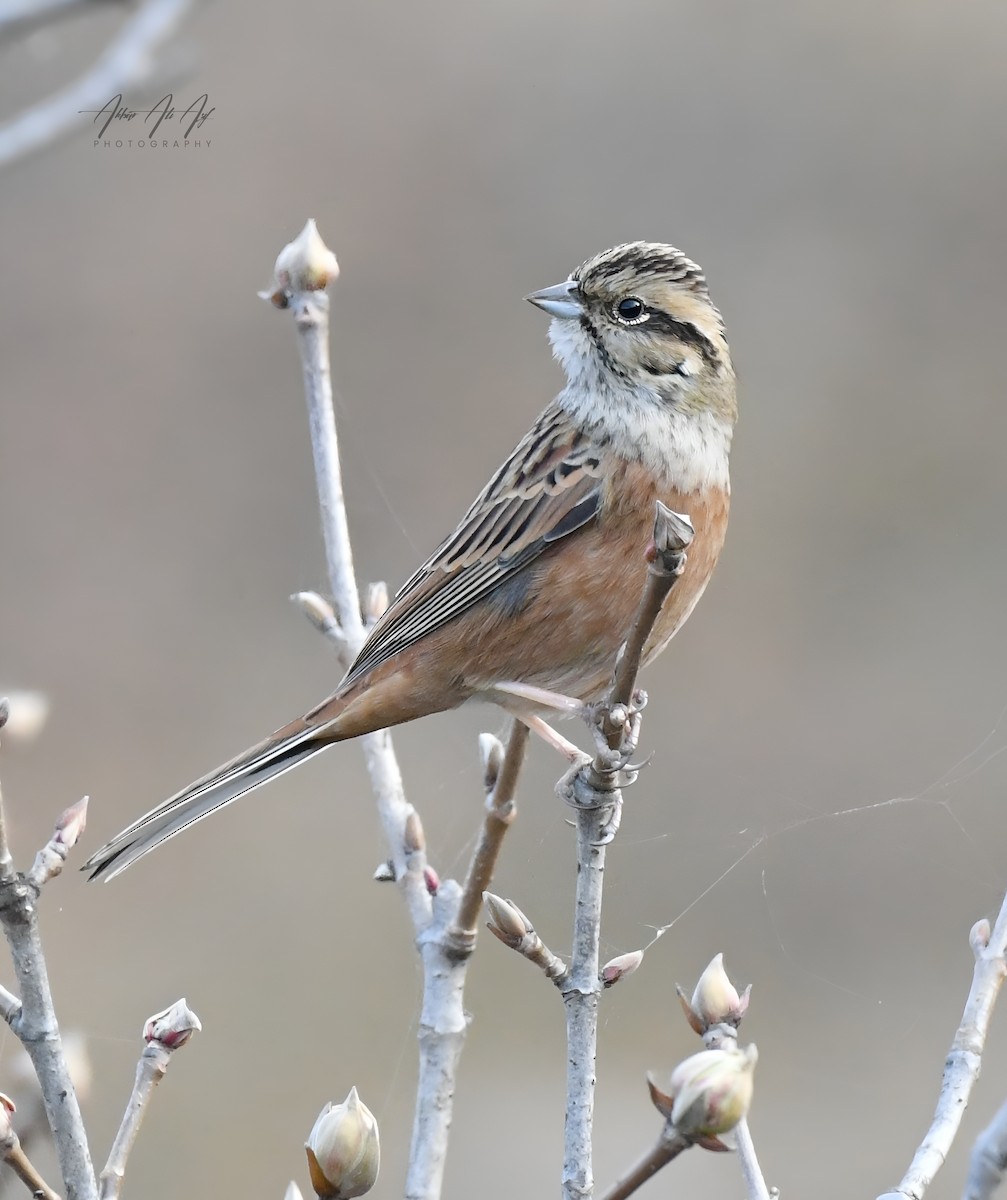 Rock Bunting - ML646627455
