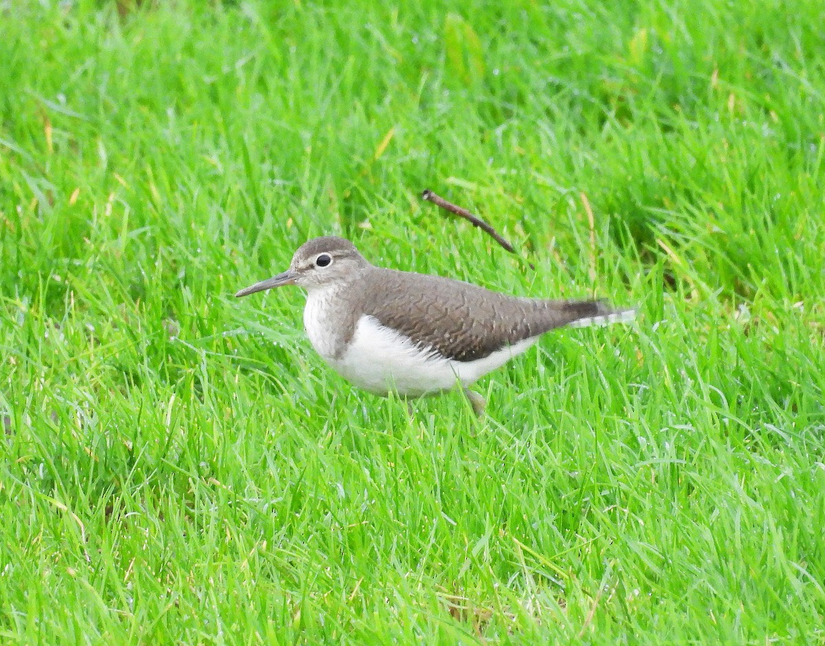 磯鷸 - ML646627458