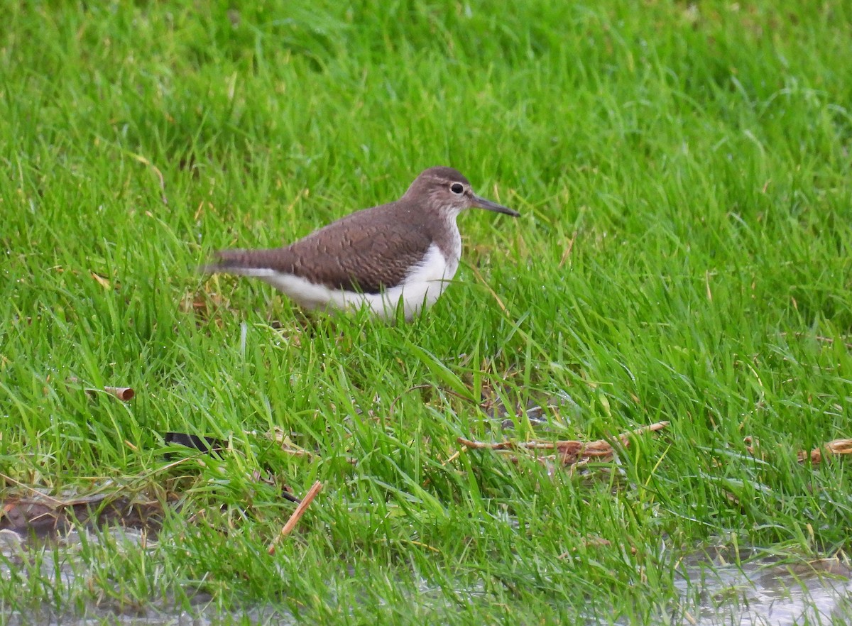 磯鷸 - ML646627459