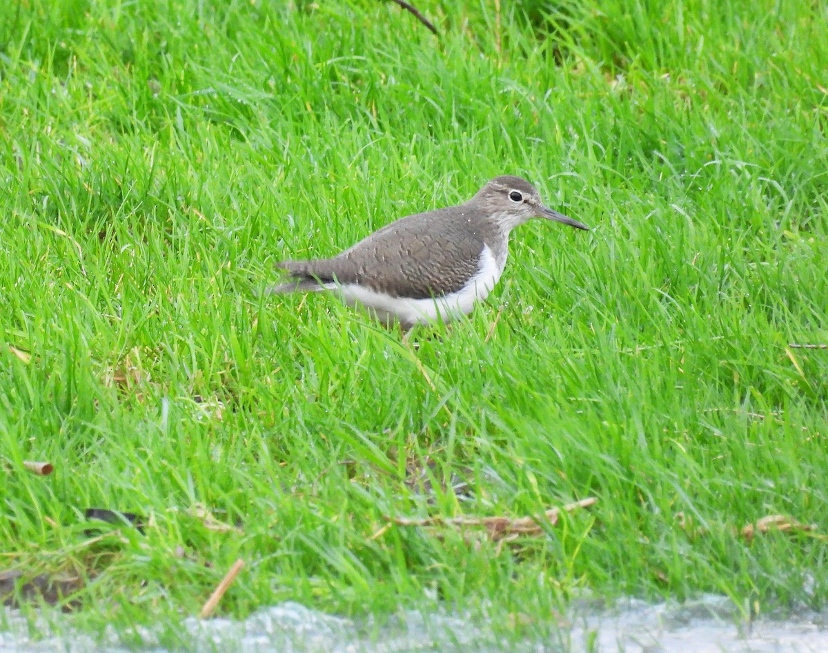 磯鷸 - ML646627460