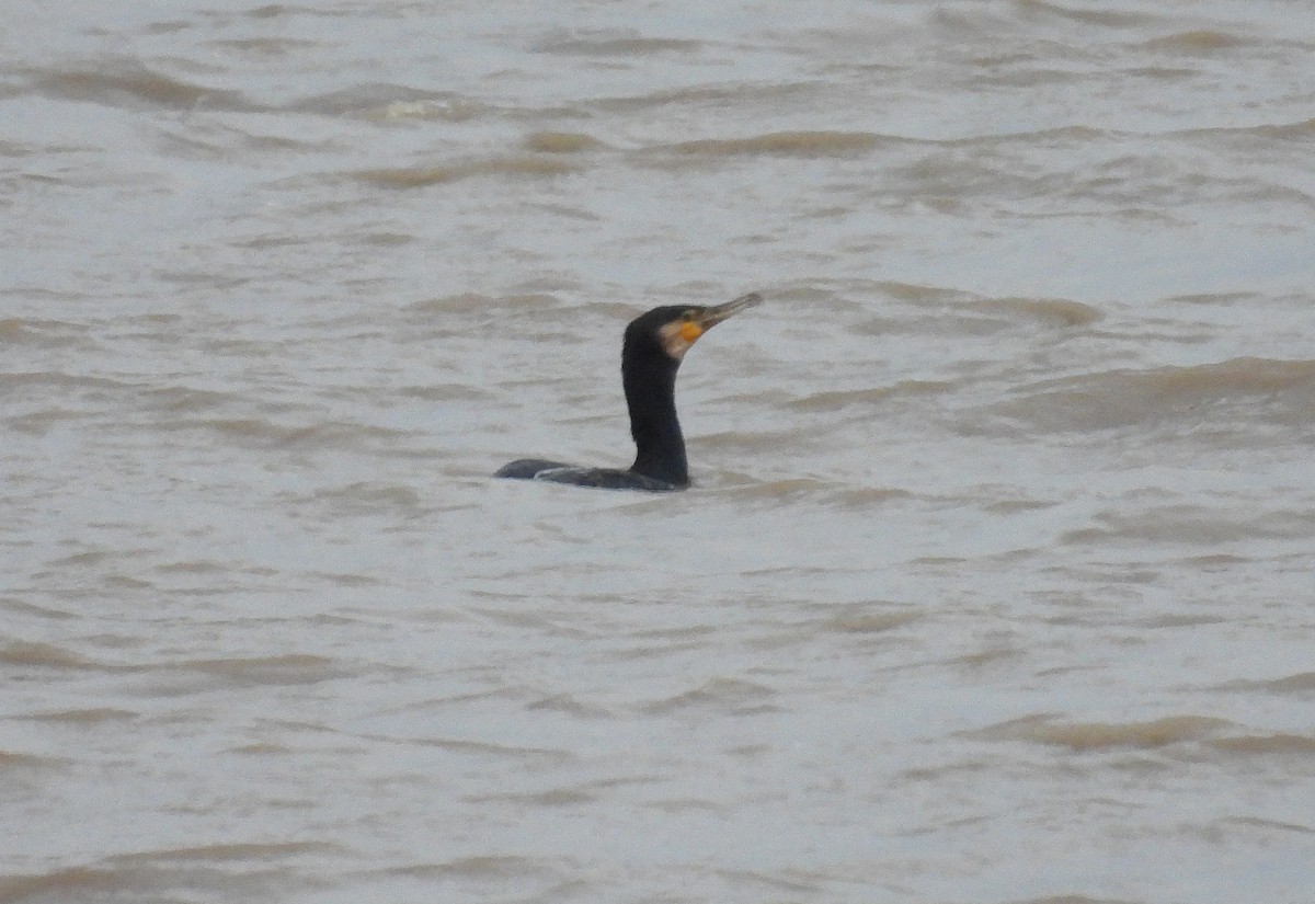 Great Cormorant - ML646627461