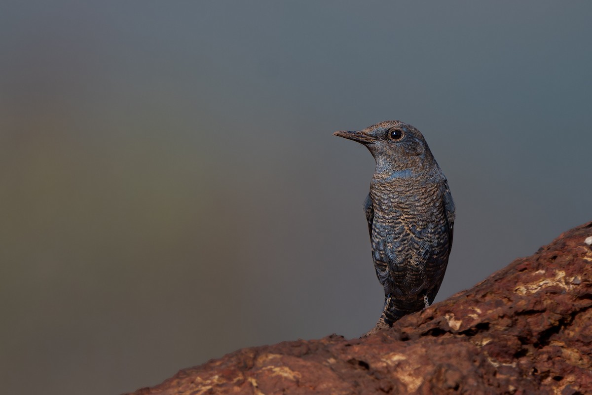 צוקית בודדת - ML646627462