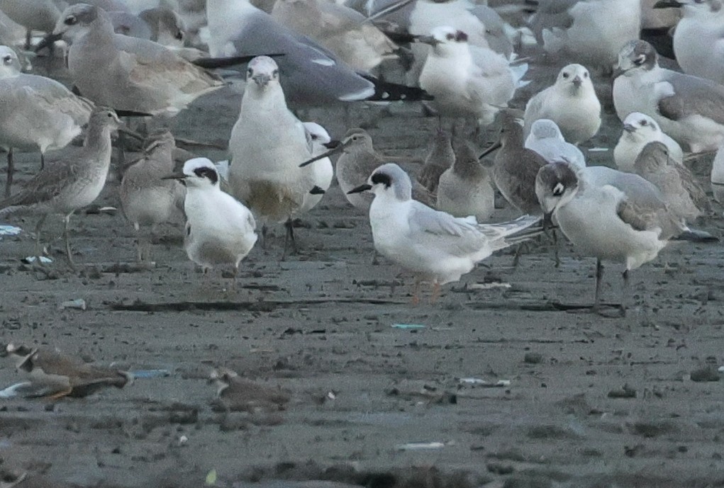 Forster's Tern - ML646627463