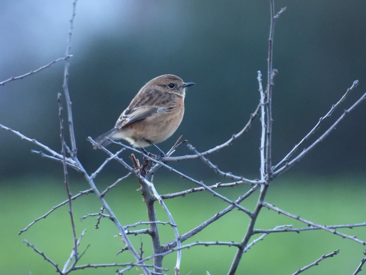 European Stonechat - ML646627464