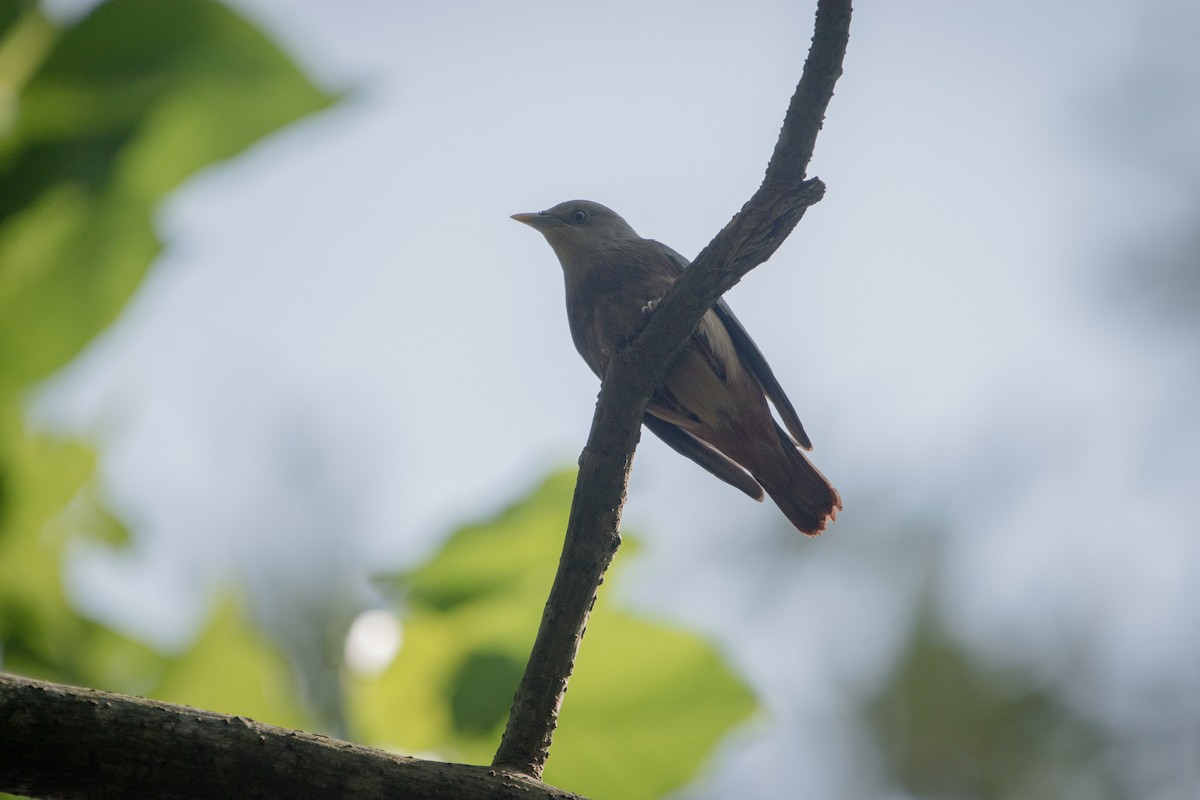Chestnut-tailed Starling - ML646627466