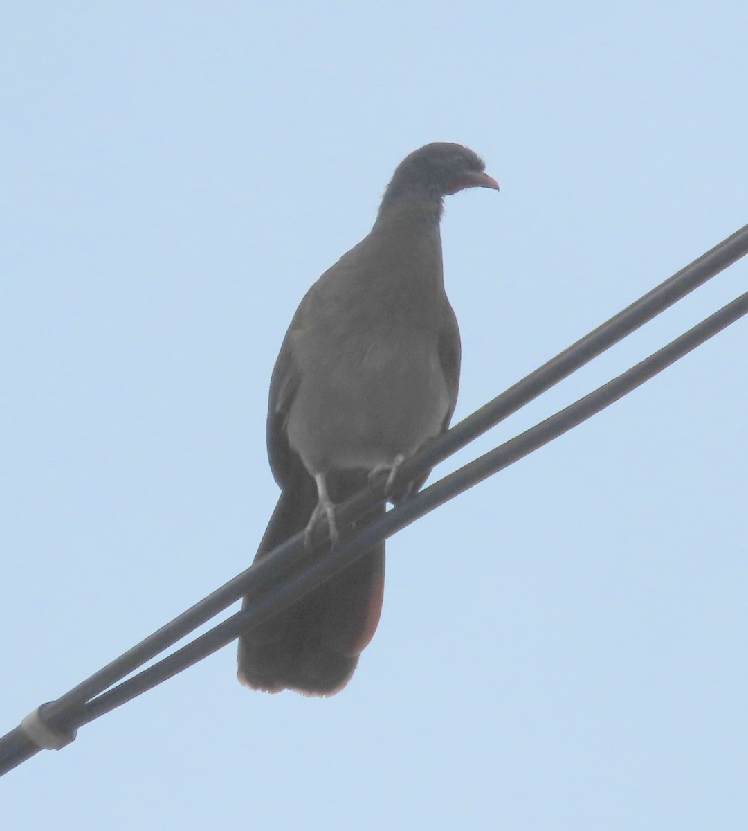 Chaco Chachalaca - ML646627468