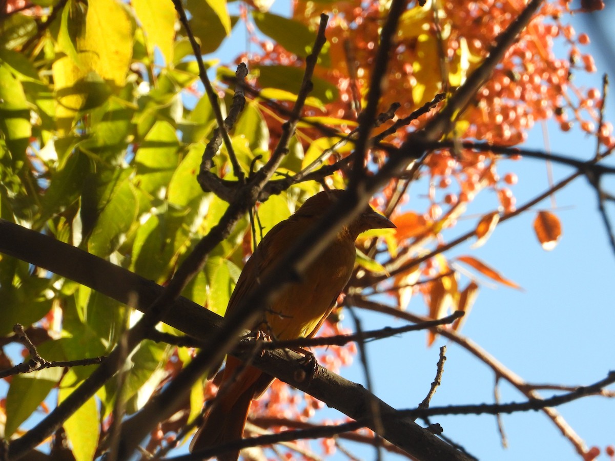 Summer Tanager - ML646627470