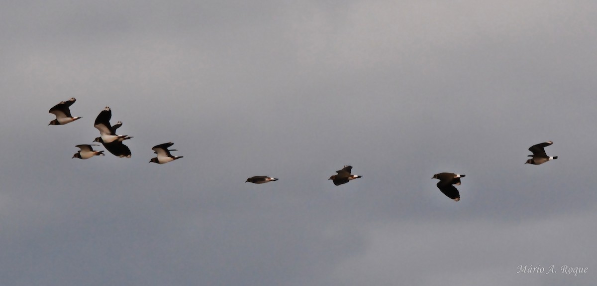 čejka chocholatá - ML646627472