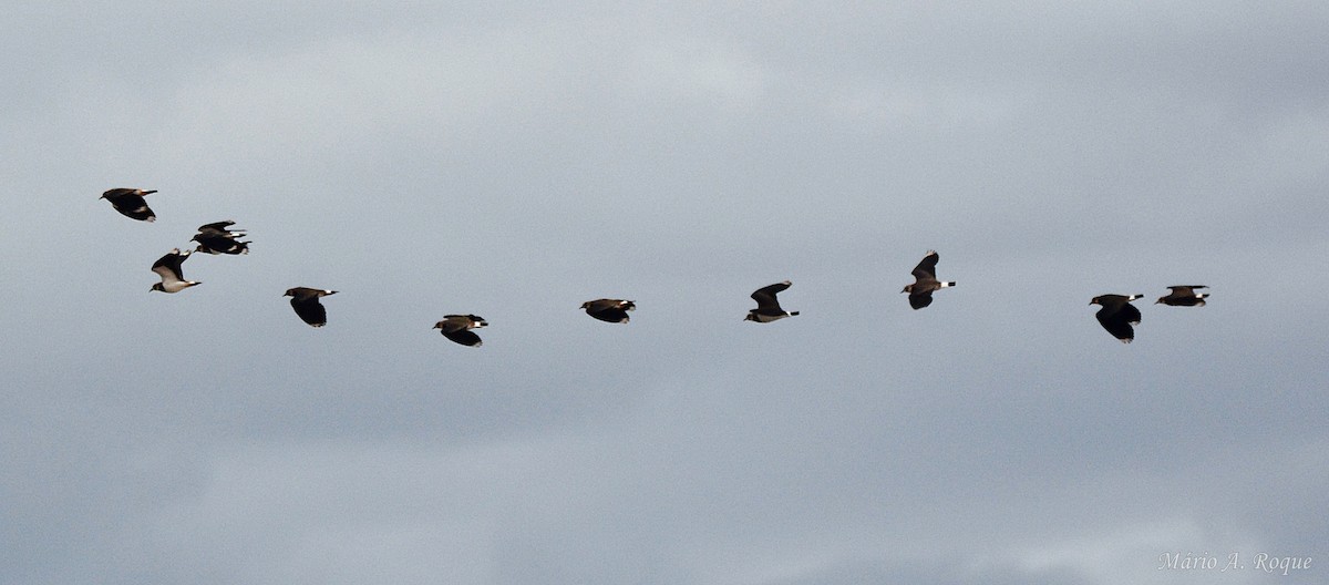 čejka chocholatá - ML646627473