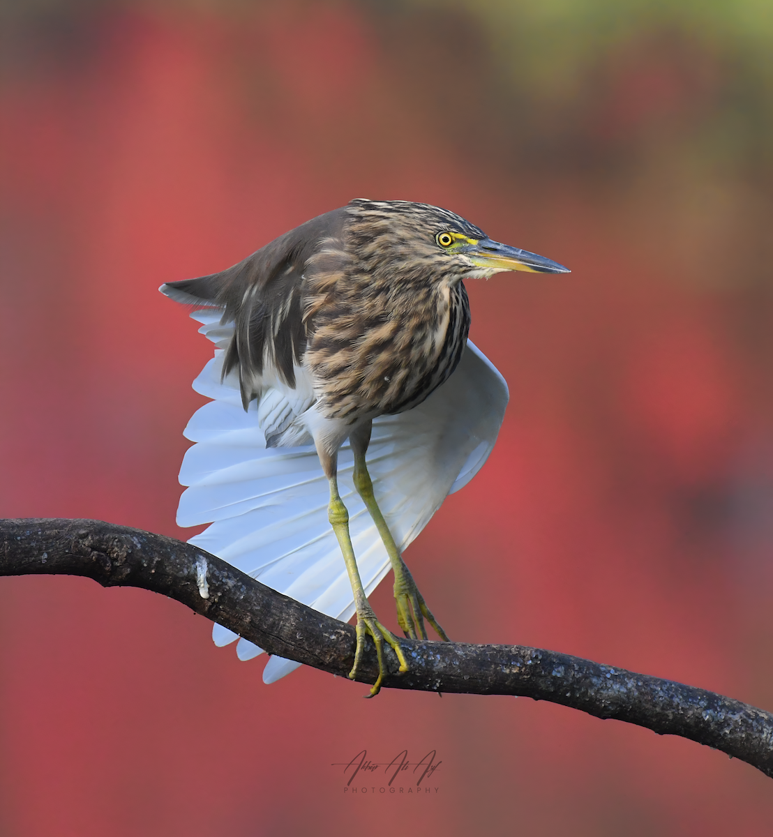 Indian Pond-Heron - ML646627474