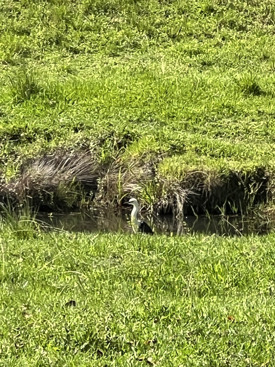 hvithodehegre - ML646627476