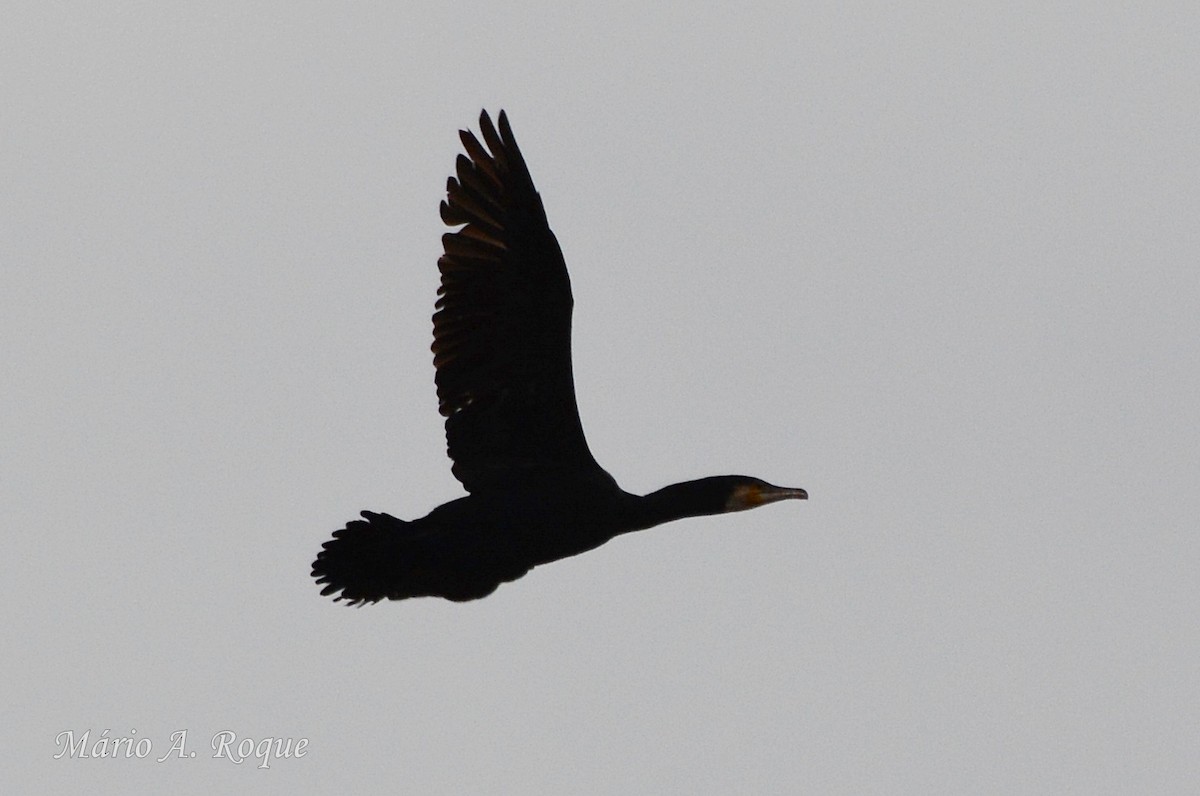 Great Cormorant - ML646627481