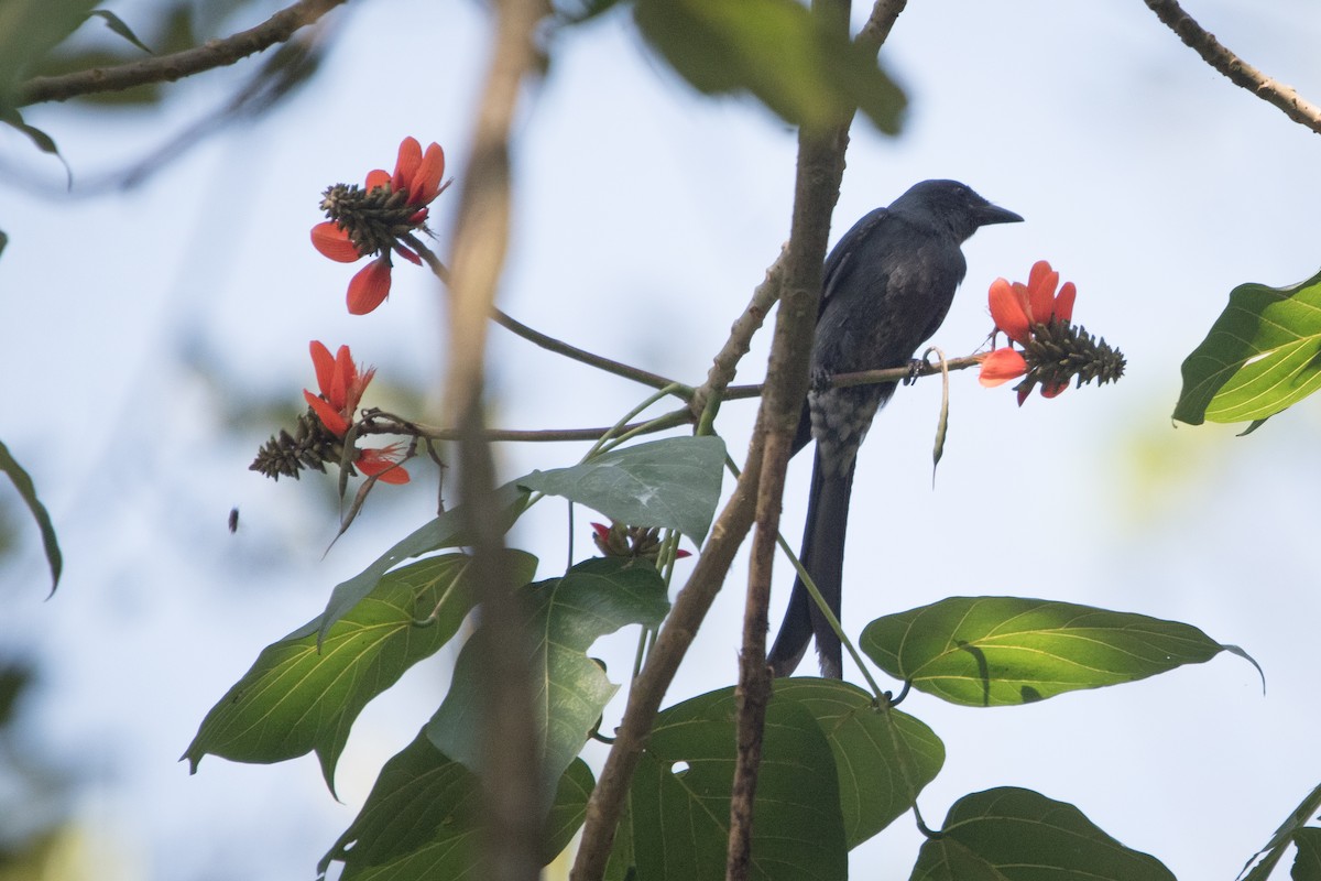 Хар доронго - ML646627485