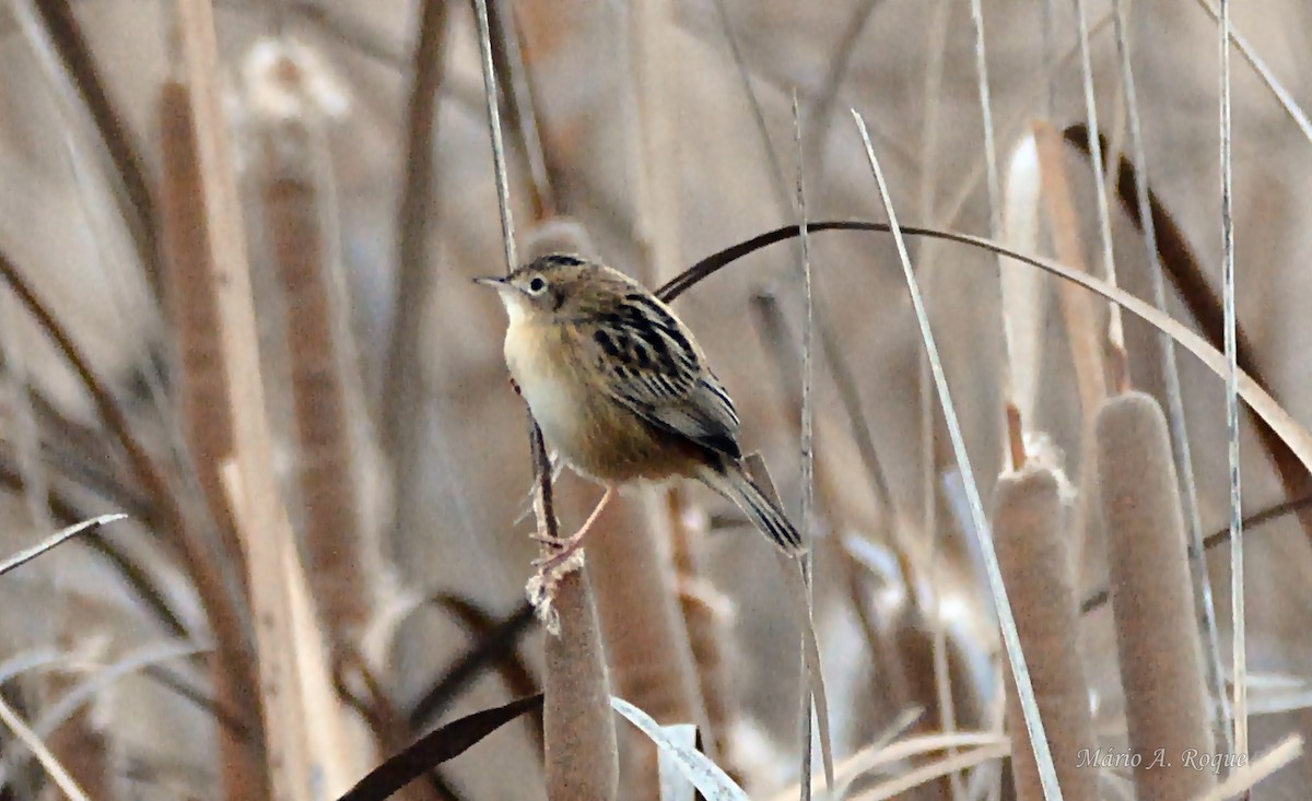 cistovník rákosníkový - ML646627487