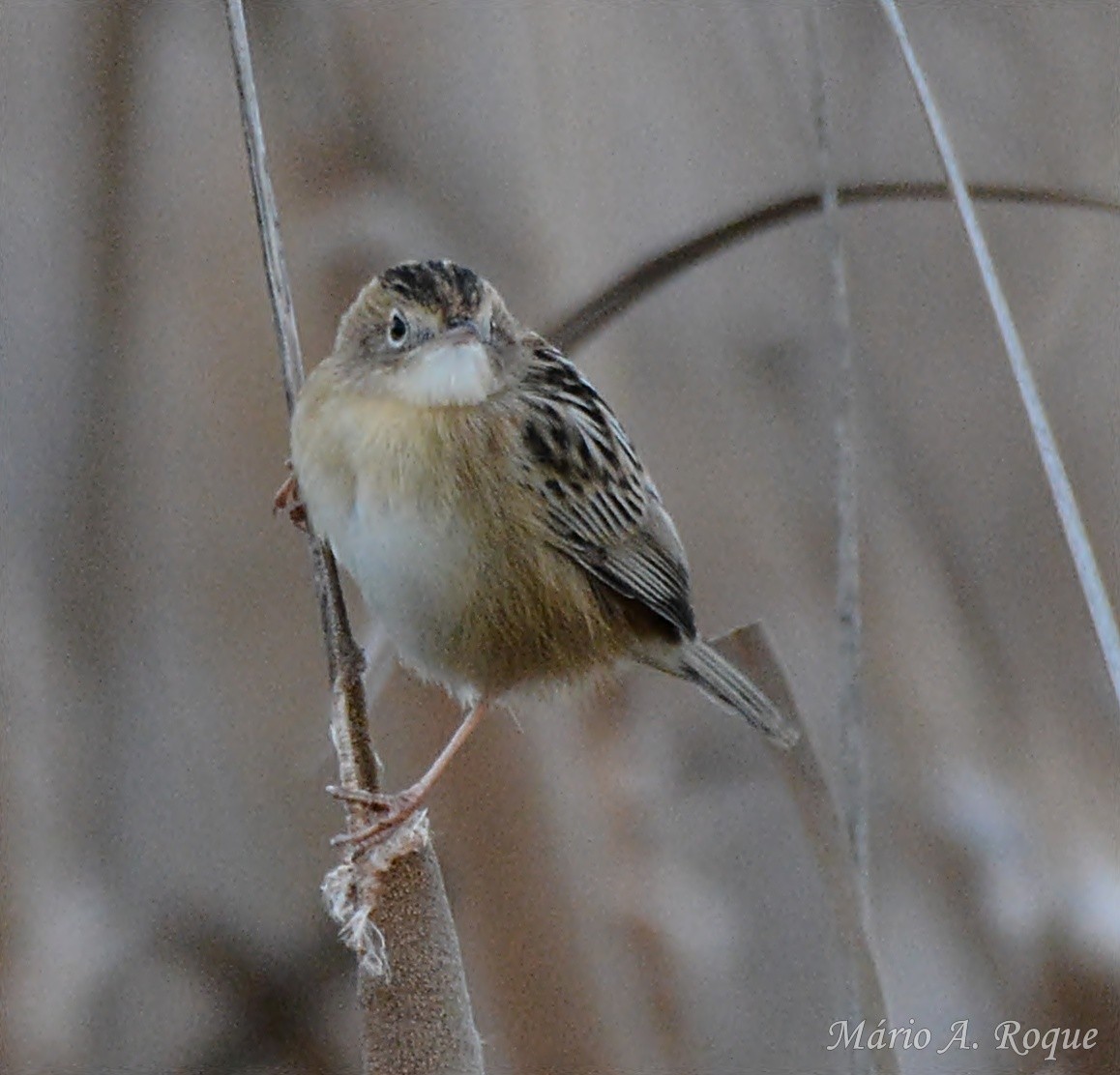 cistovník rákosníkový - ML646627488